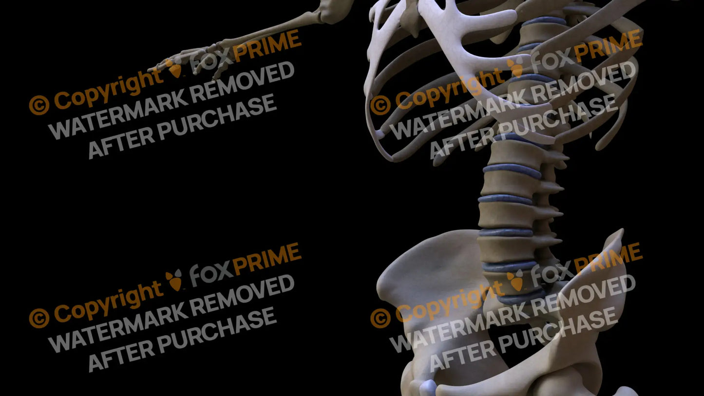 Disc L1-L5 (Left) Still Shot