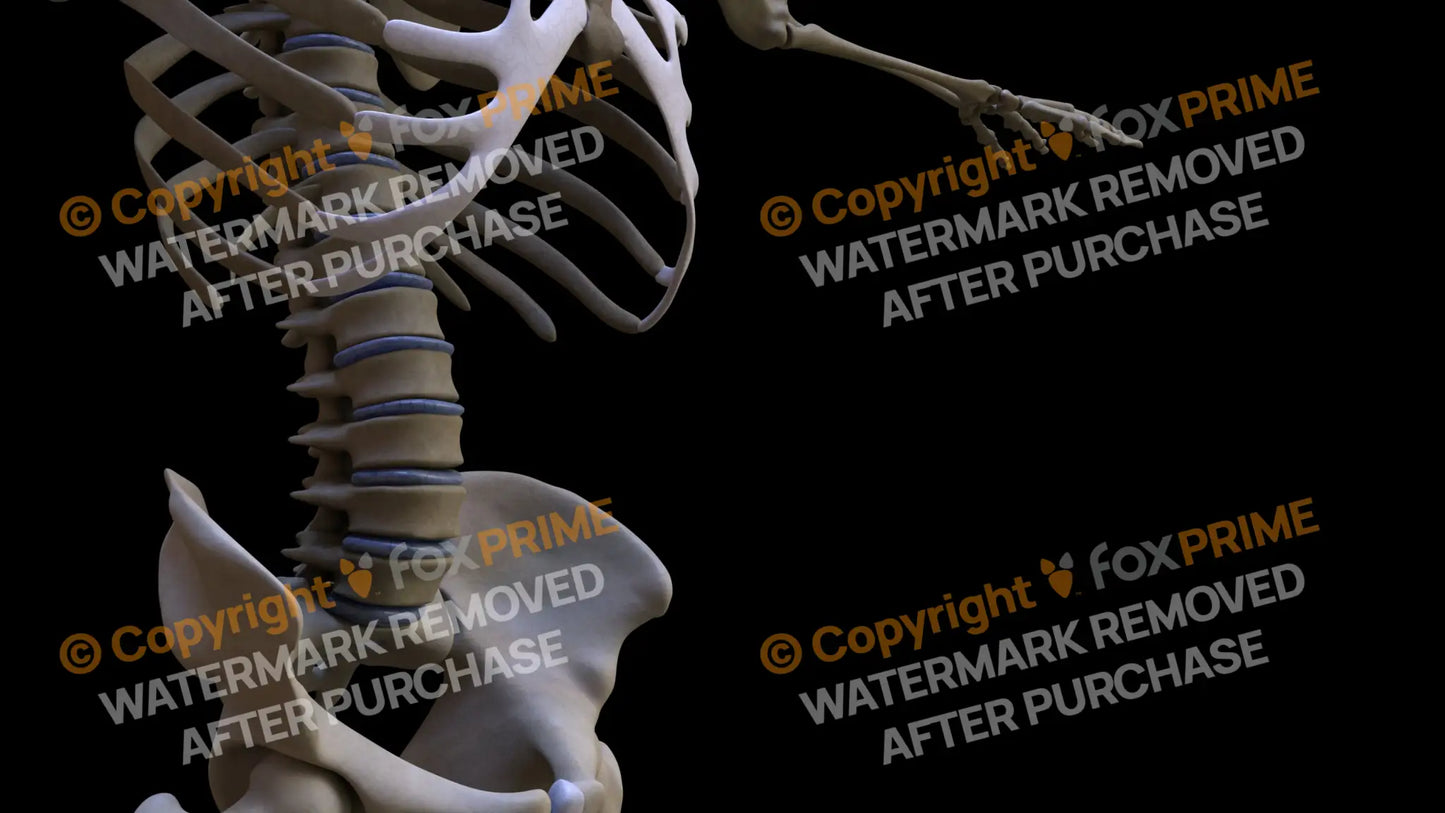 Disc L1-L5 (Right) Still Shot