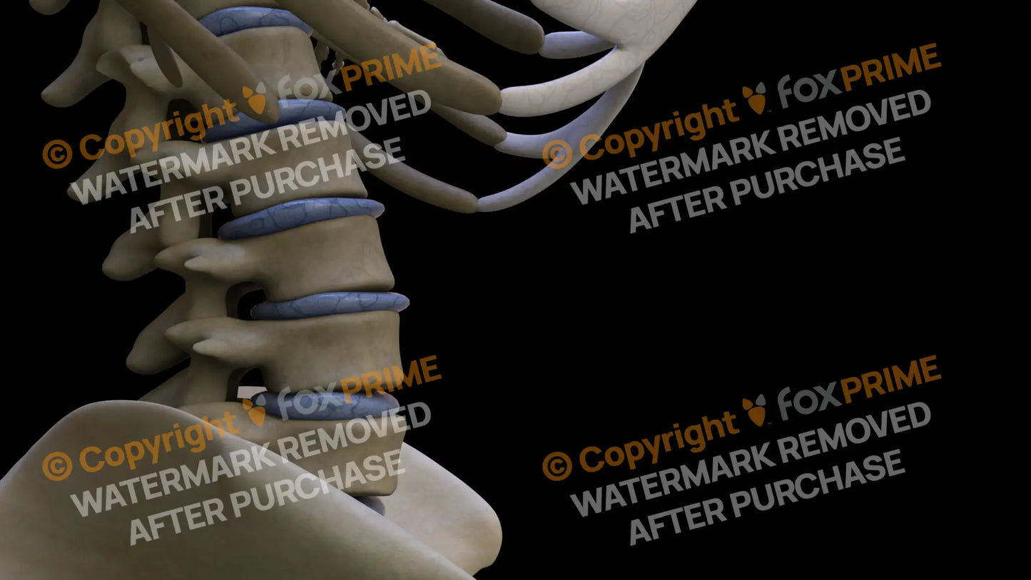 Disc L2 (Right) Still Shot