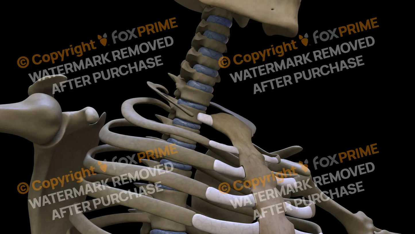 Disc T1 (Right) Still Shot