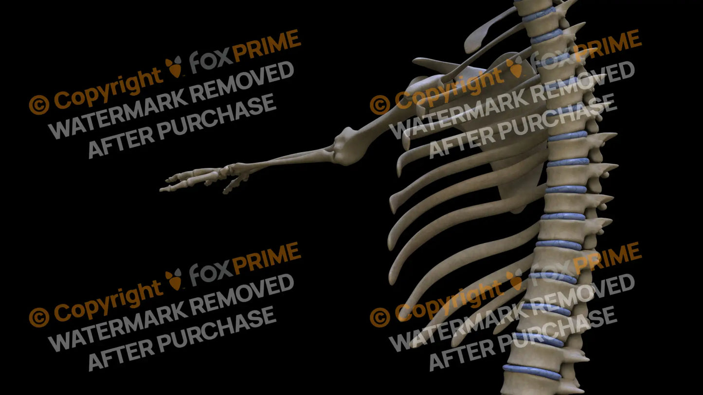 Disc T1-T11 (Left) Still Shot