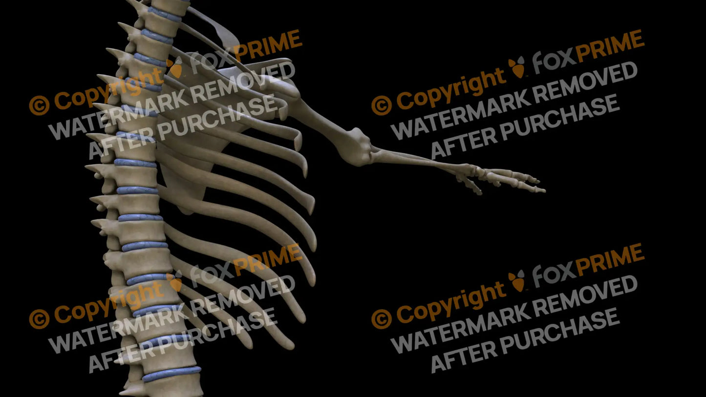 Disc T1-T11 (Right) Still Shot