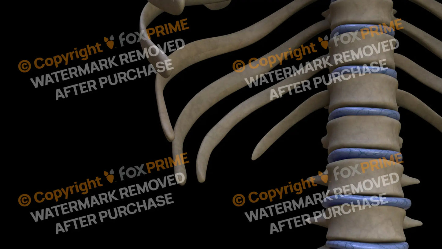 Disc T10 (Right) Still Shot