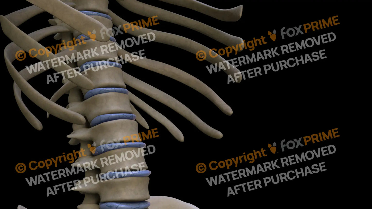 Disc T11 (Right) Still Shot