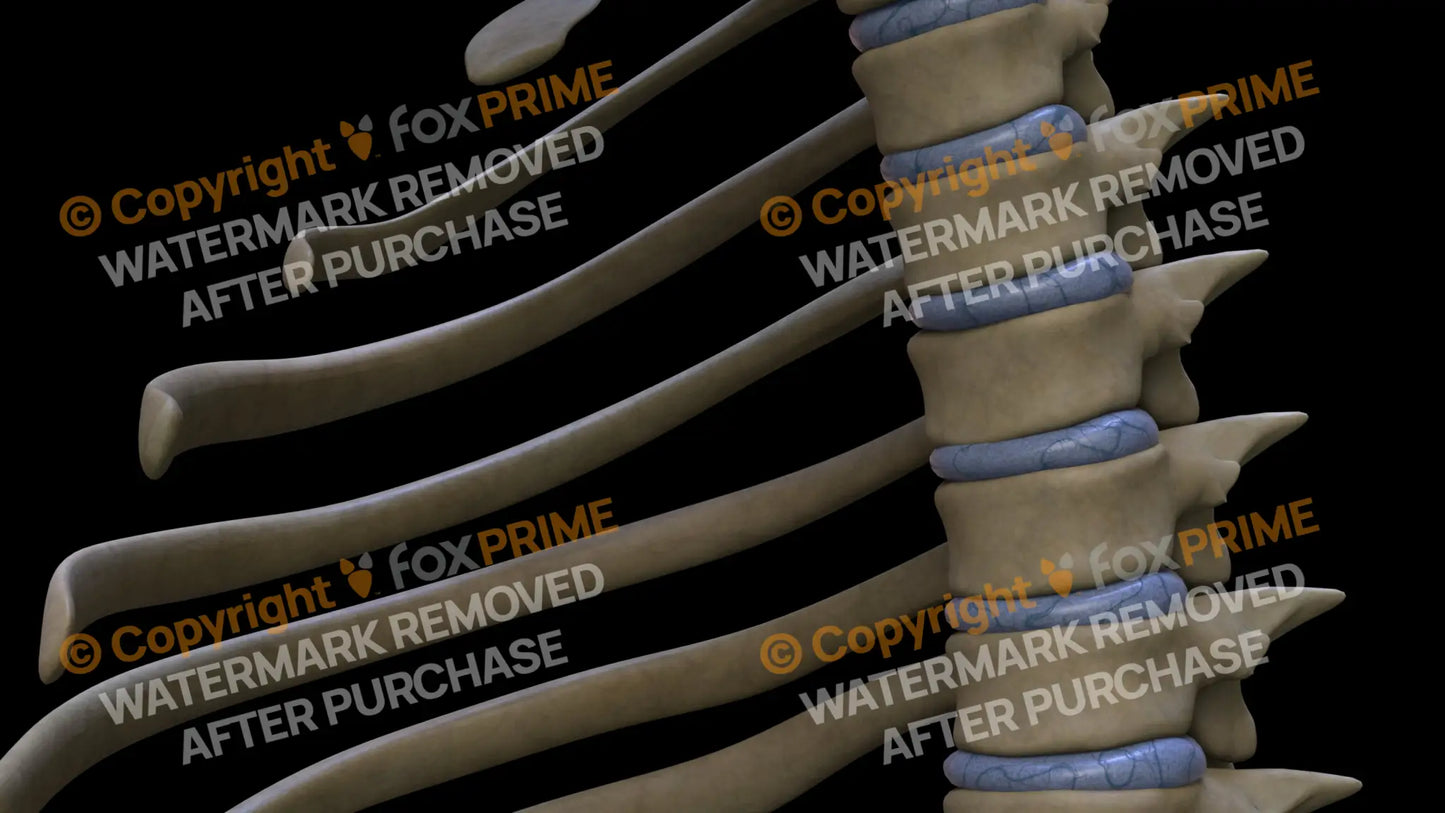 Disc T4 (Left) Still Shot