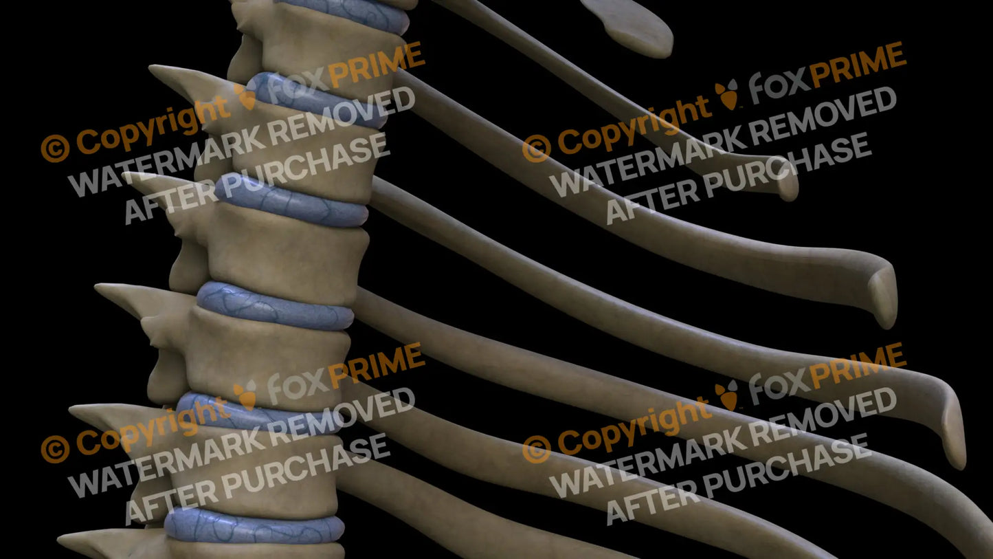 Disc T4 (Right) Still Shot