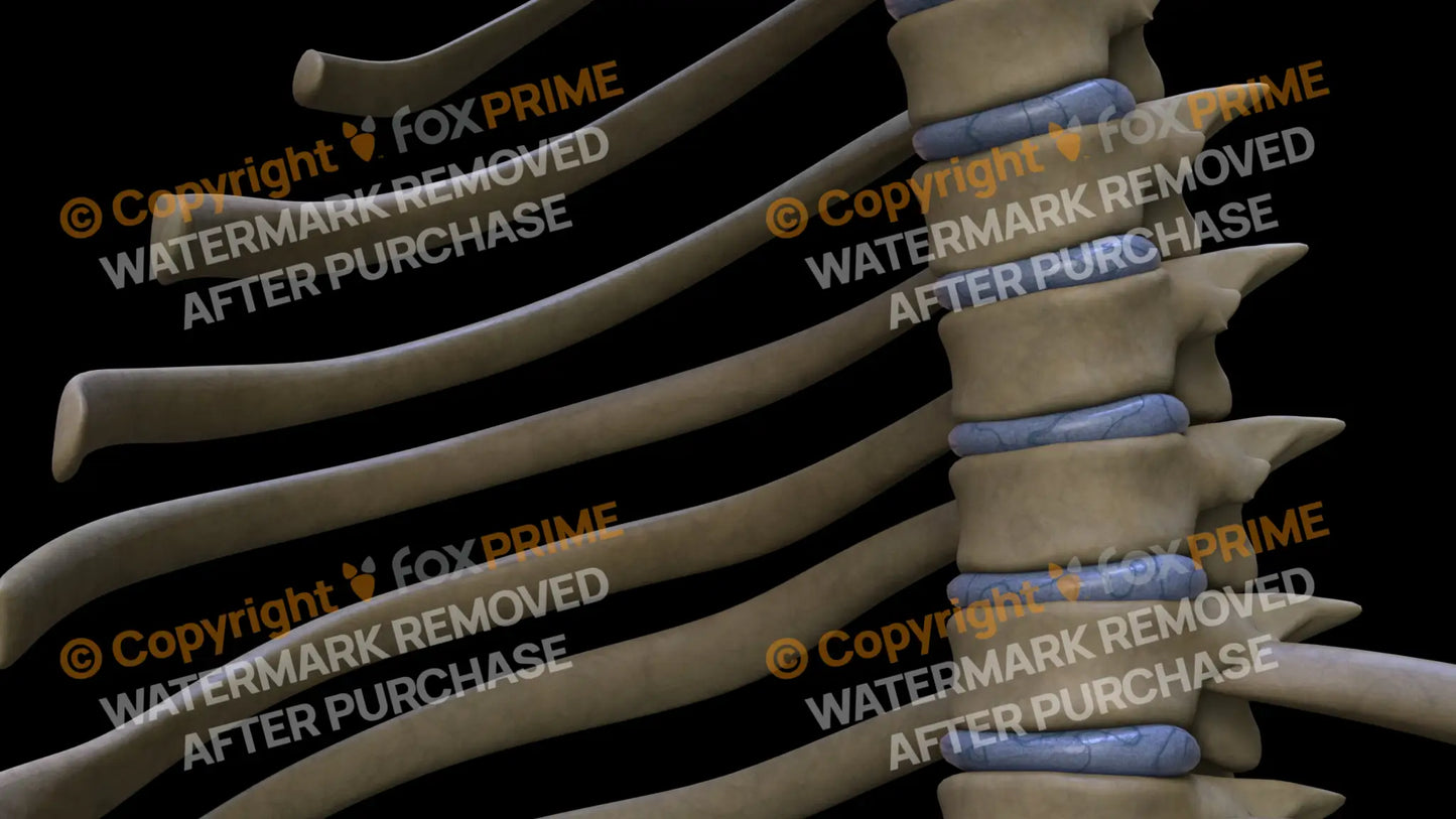 Disc T5 (Left) Still Shot
