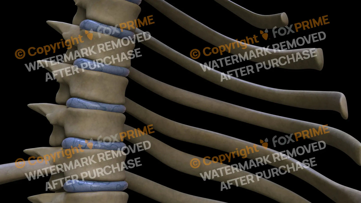 Disc T5 (Right) Still Shot