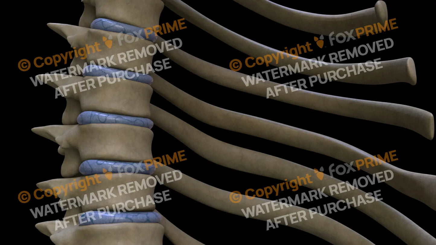 Disc T6 (Right) Still Shot