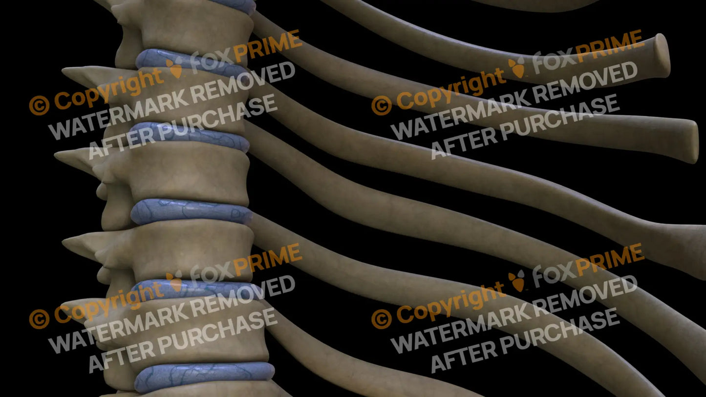 Disc T7 (Right) Still Shot