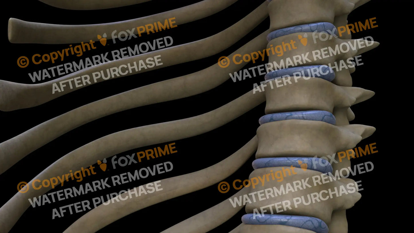 Disc T8 (Left) Still Shot