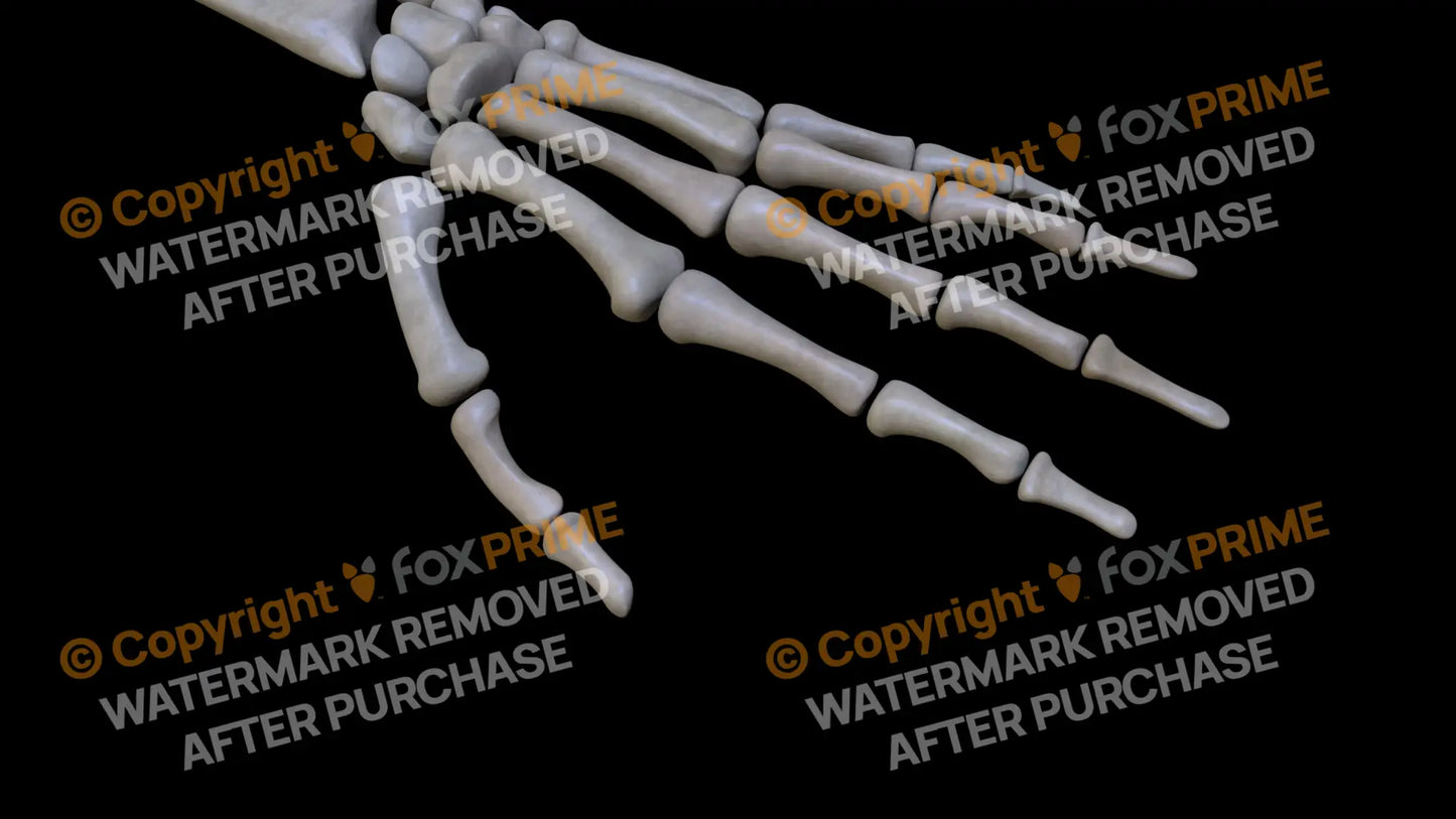 Distal Phalange 01 2 (Left) Still Shot