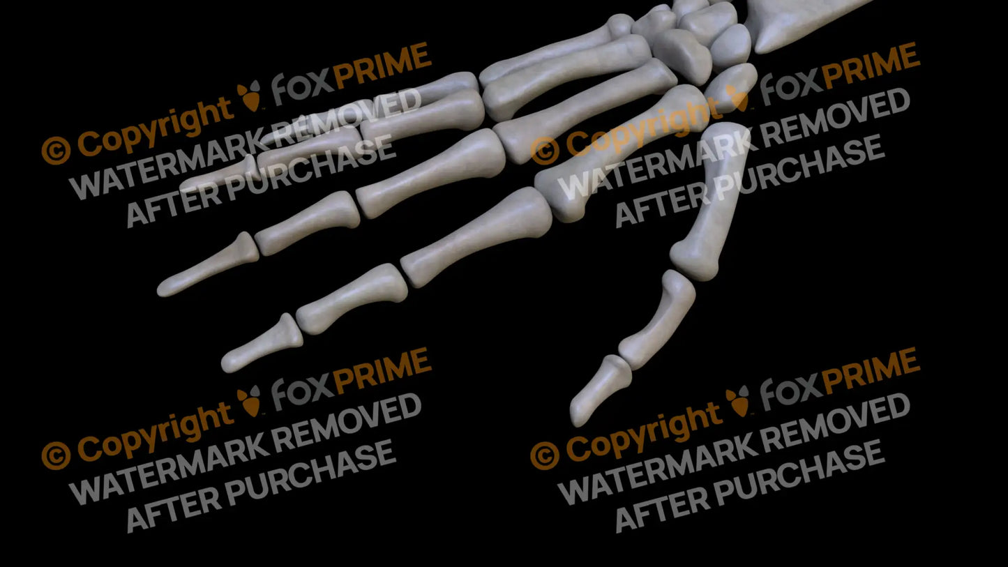 Distal Phalange 01 2 (Right) Still Shot