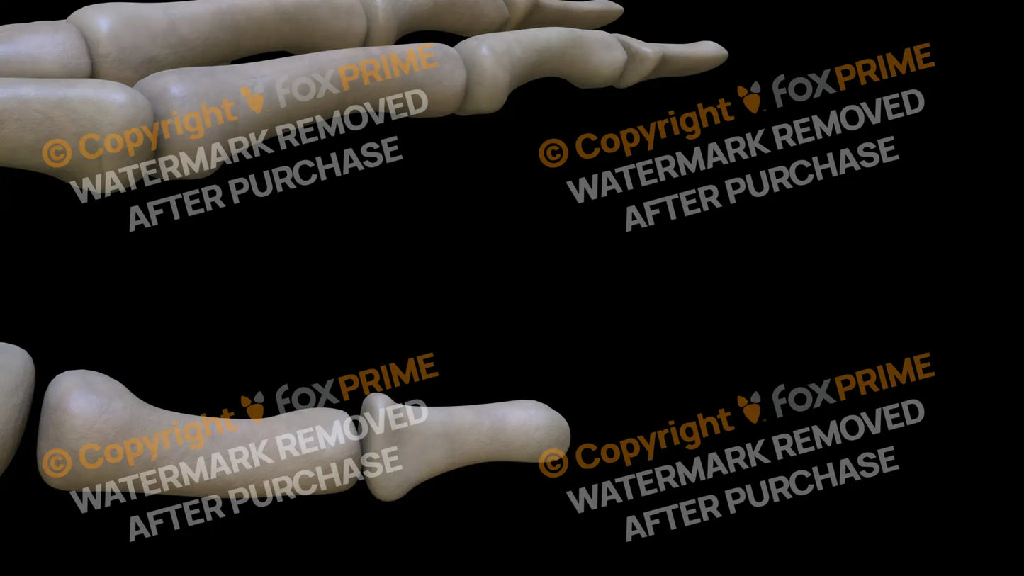 Distal Phalange 01 (Left) Still Shot