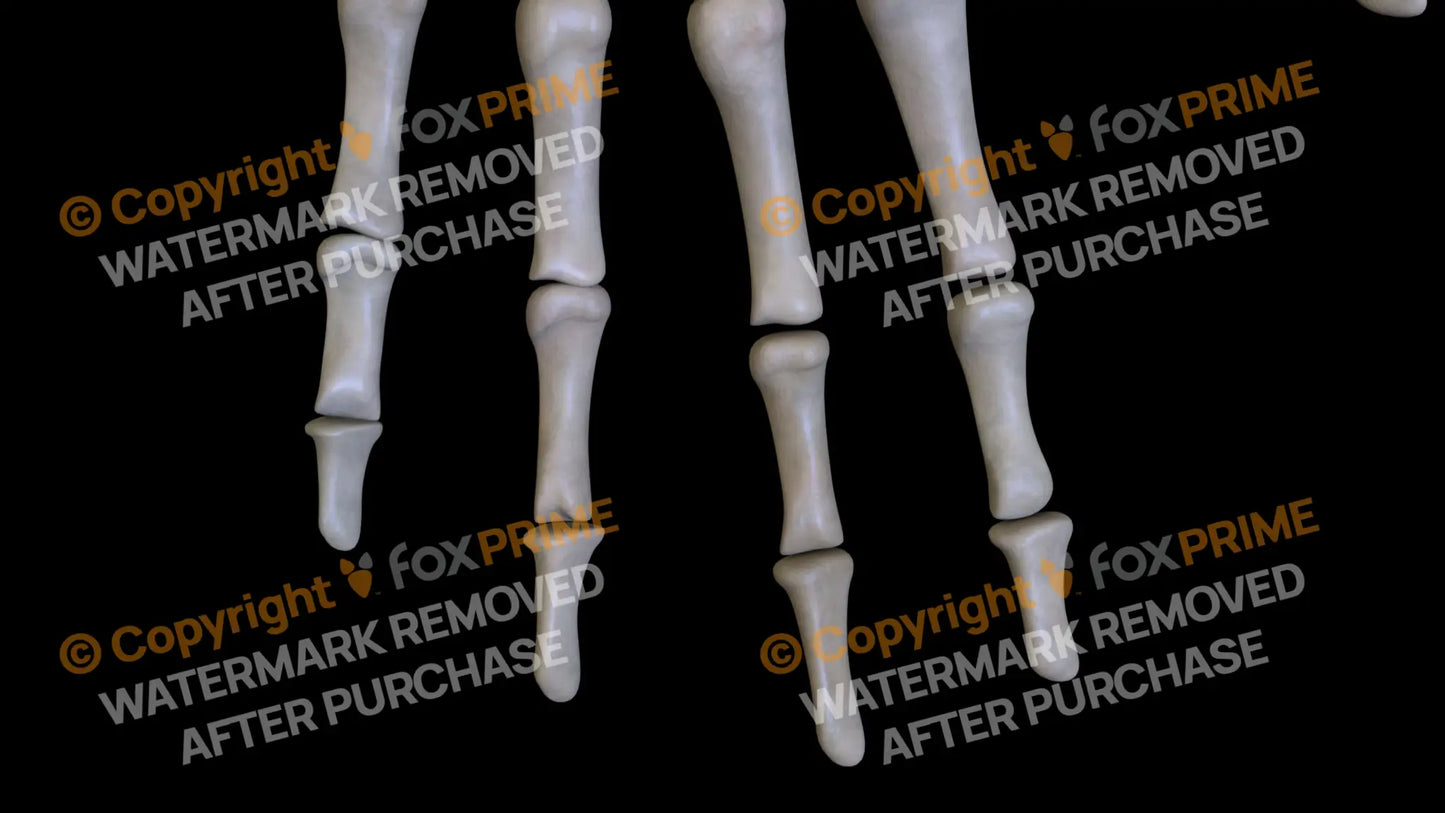Distal Phalange 02-05 2 (Left) Still Shot
