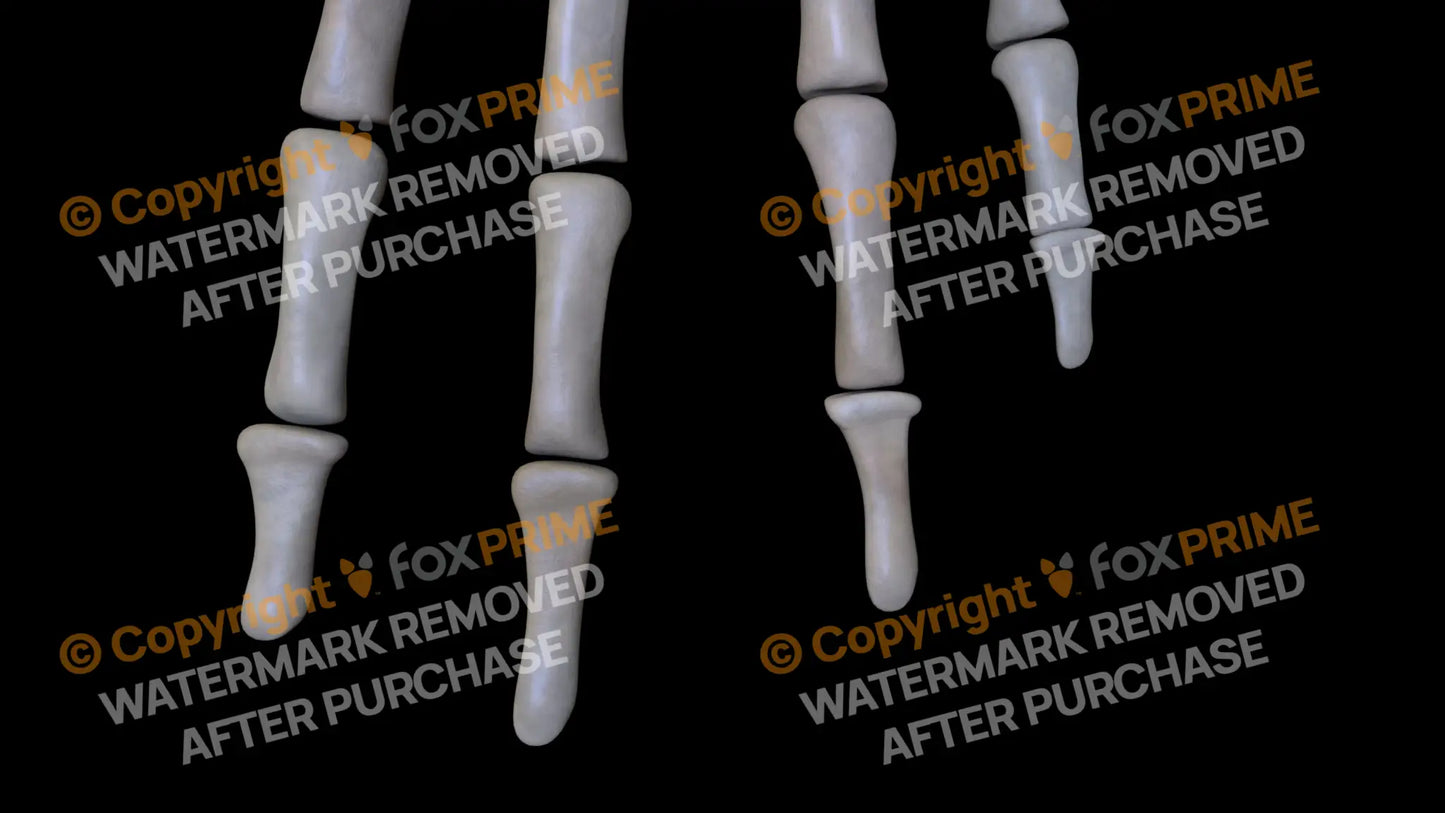 Distal Phalange 02-05 (Left) Still Shot