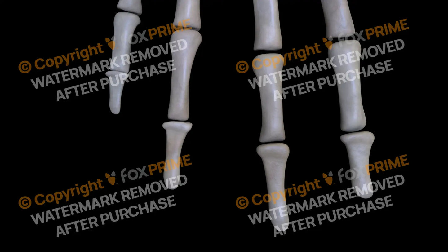 Distal Phalange 02-05 (Right) Still Shot