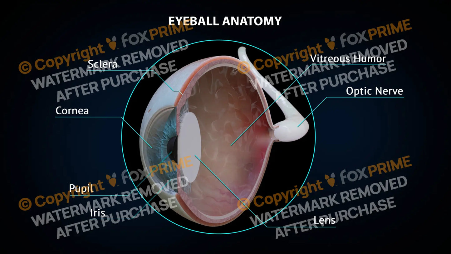 Eyeball Anatomy 1 Still Shot