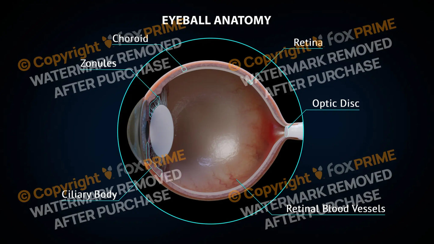 Eyeball Anatomy 2 Still Shot
