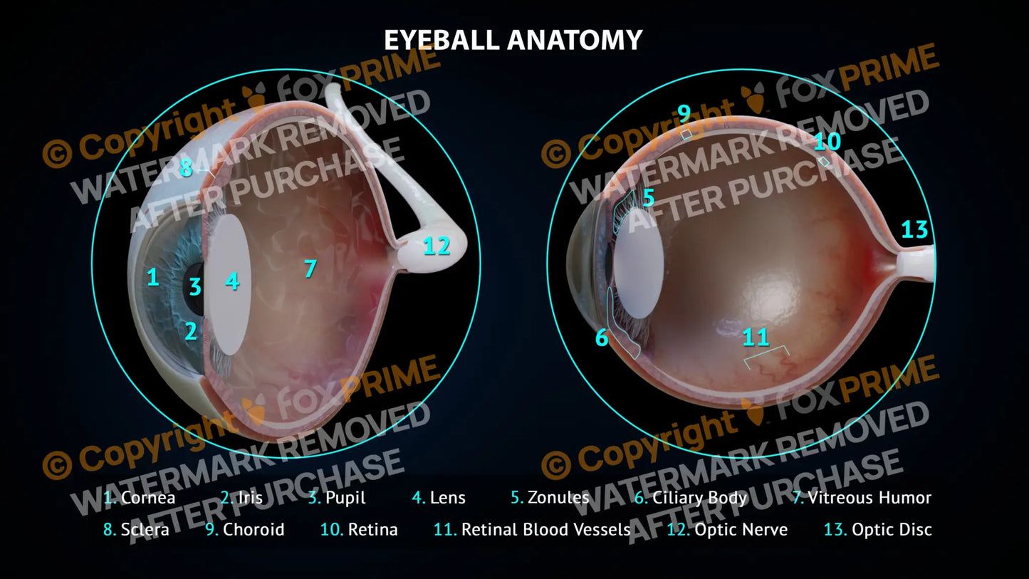 Eyeball Anatomy 3 Still Shot