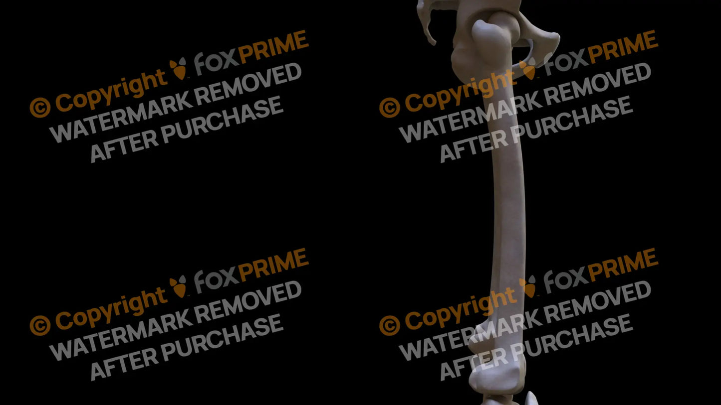 Femur 2 (Right) Still Shot