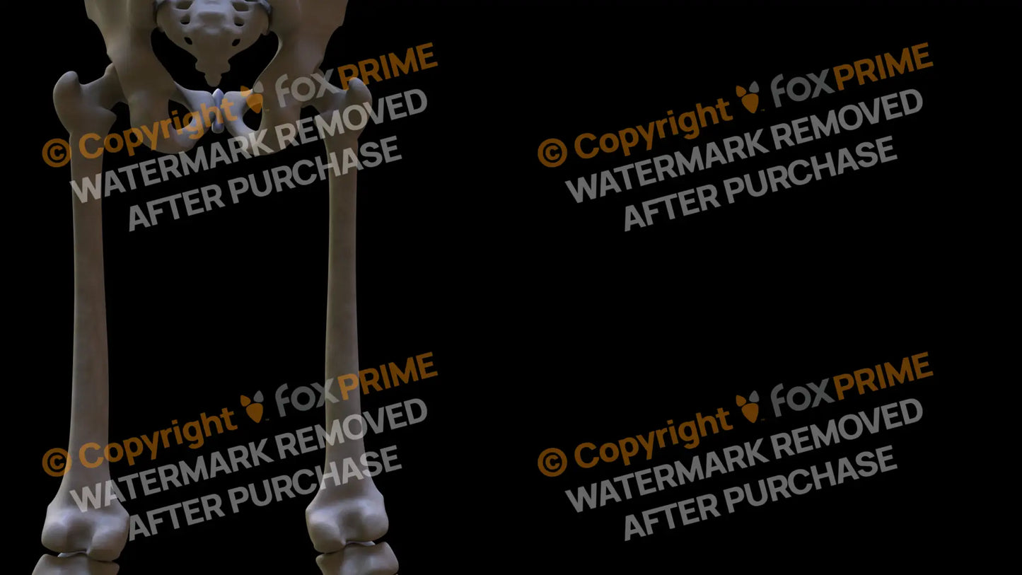 Femur 3 (Right) Still Shot