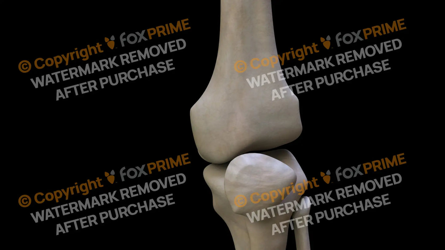 Femur 6 (Left) Still Shot