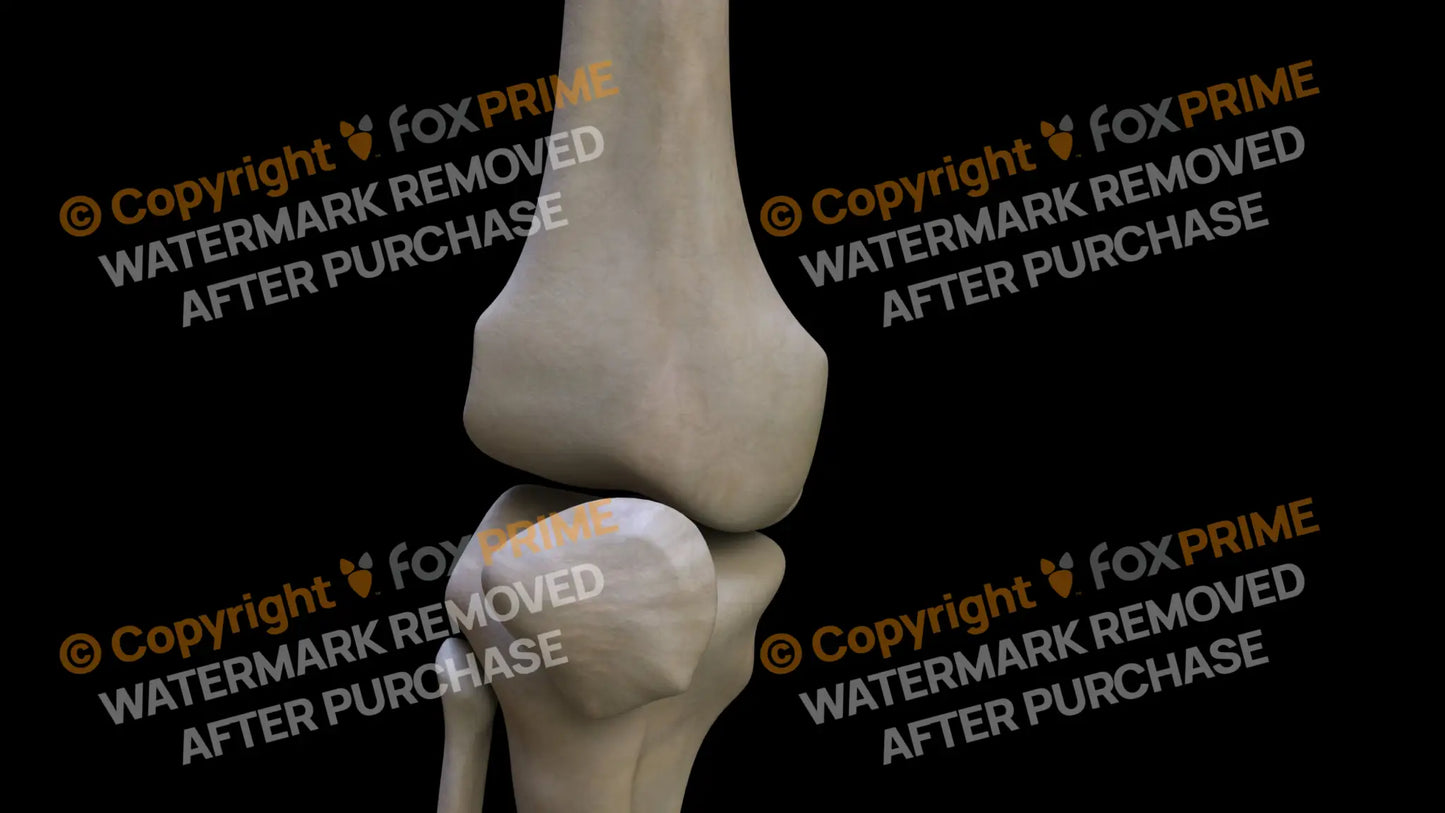 Femur 6 (Right) Still Shot
