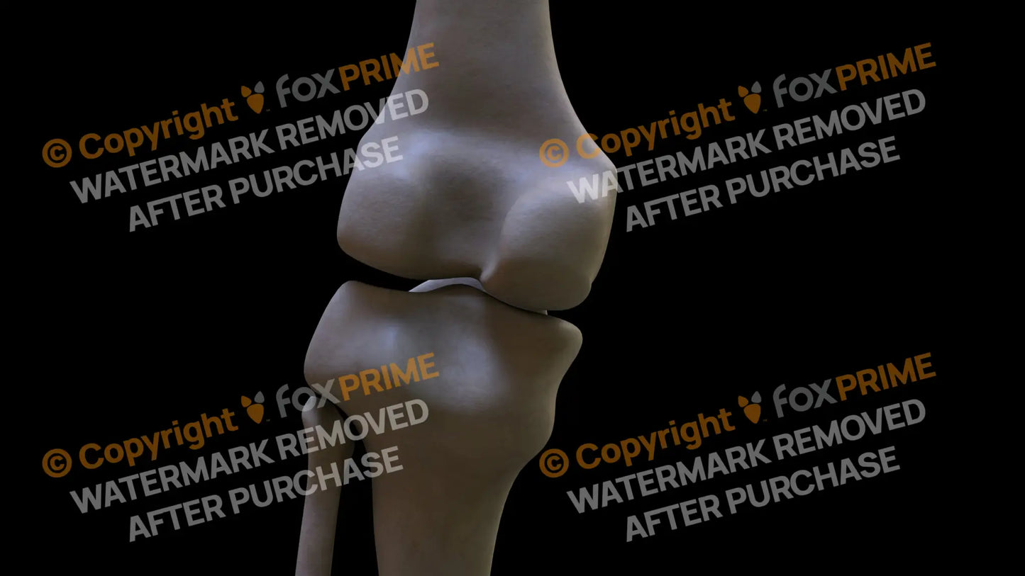 Femur 7 (Left) Still Shot