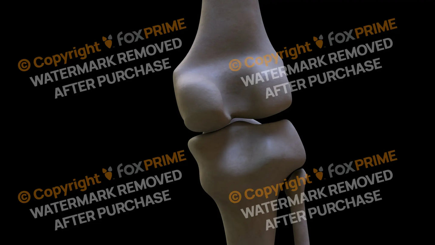 Femur 7 (Right) Still Shot