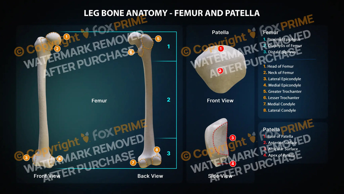 Femur and Patella Anatomy Still Shot