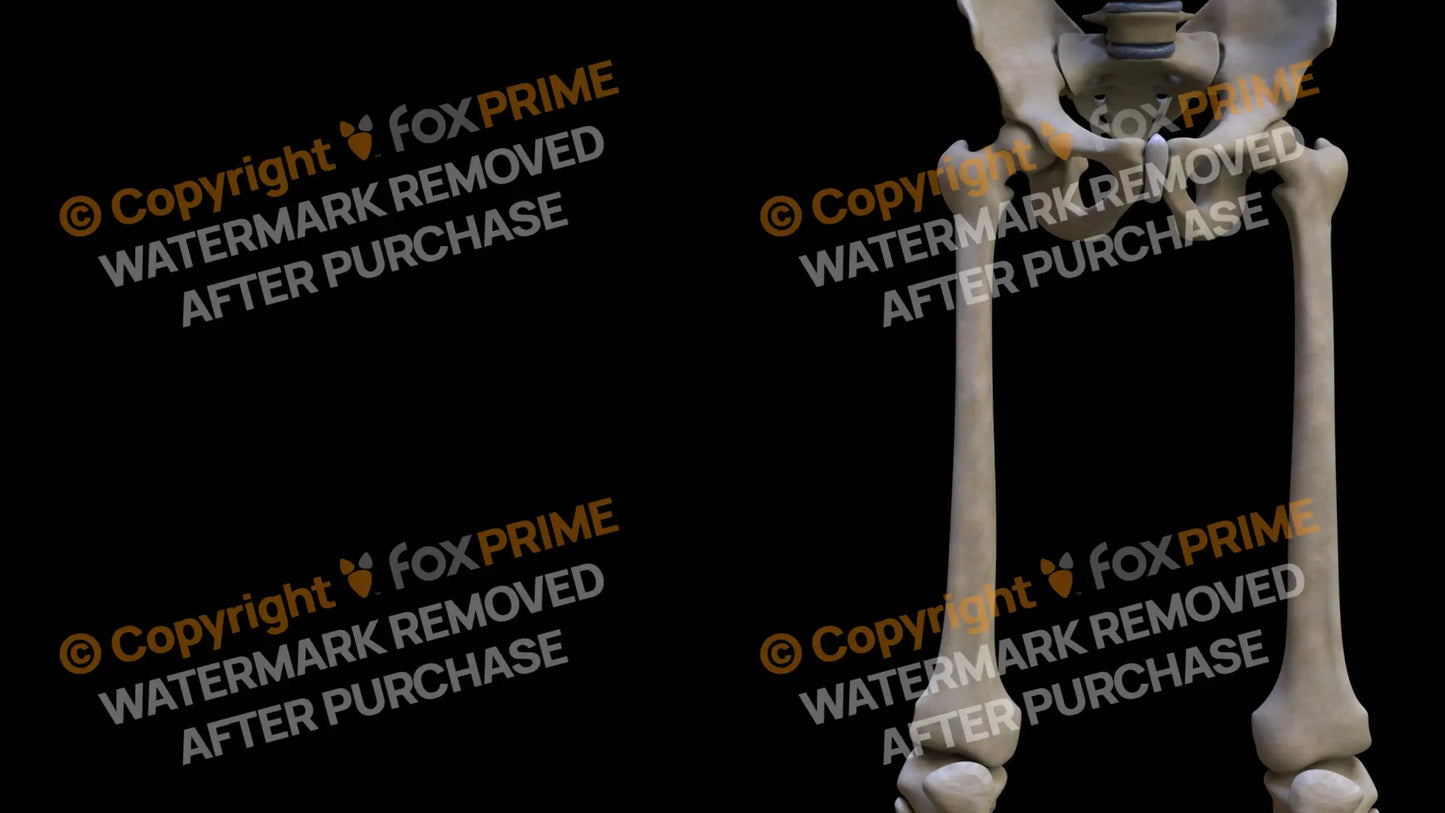Femur (Right) Still Shot