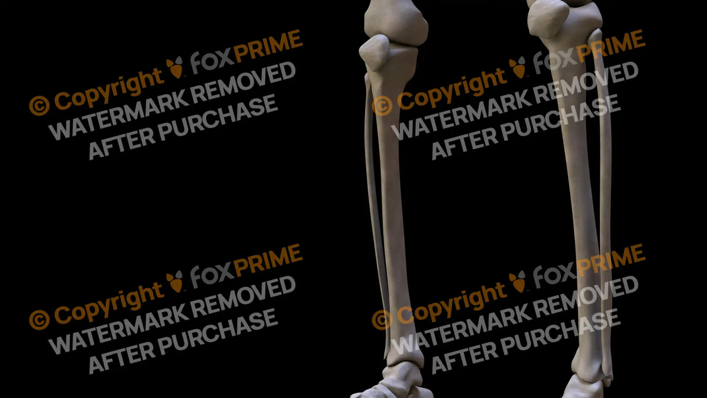 Fibula 2 (Left) Still Shot