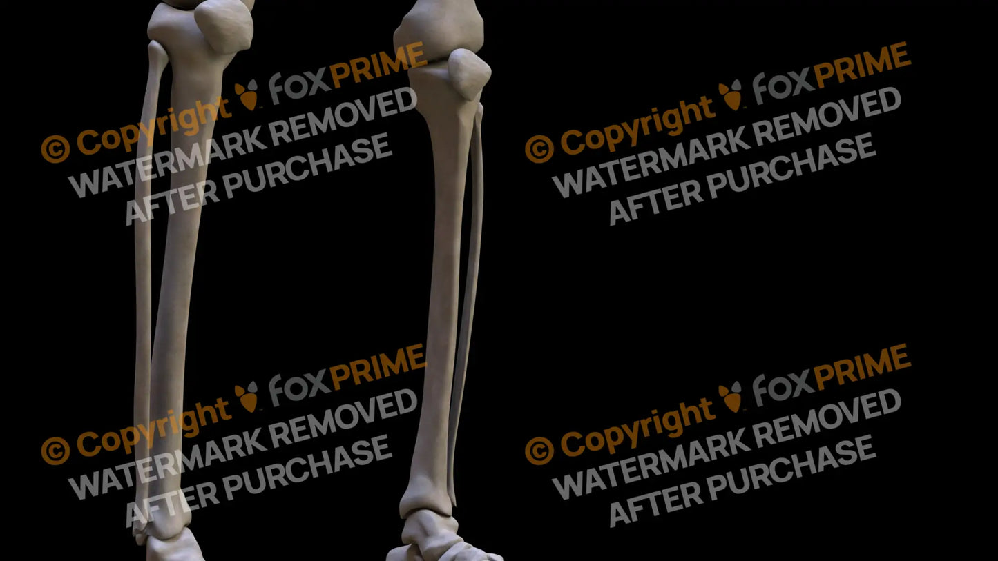 Fibula 2 (Right) Still Shot