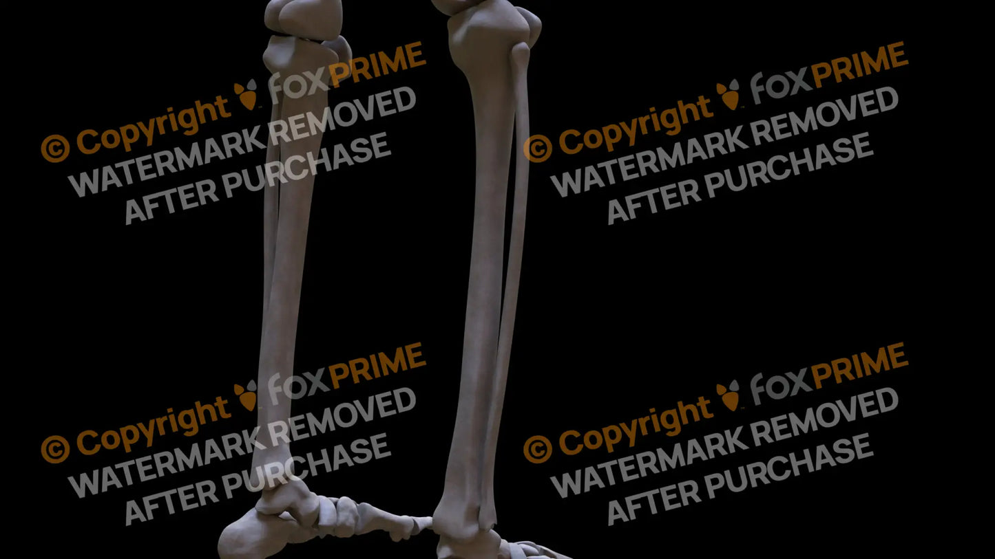Fibula (Right) Still Shot