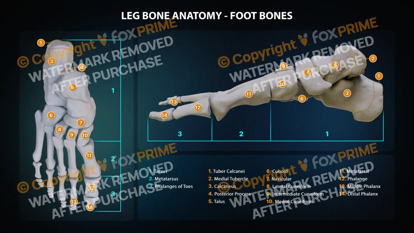 Foot Bone Anatomy Still Shot