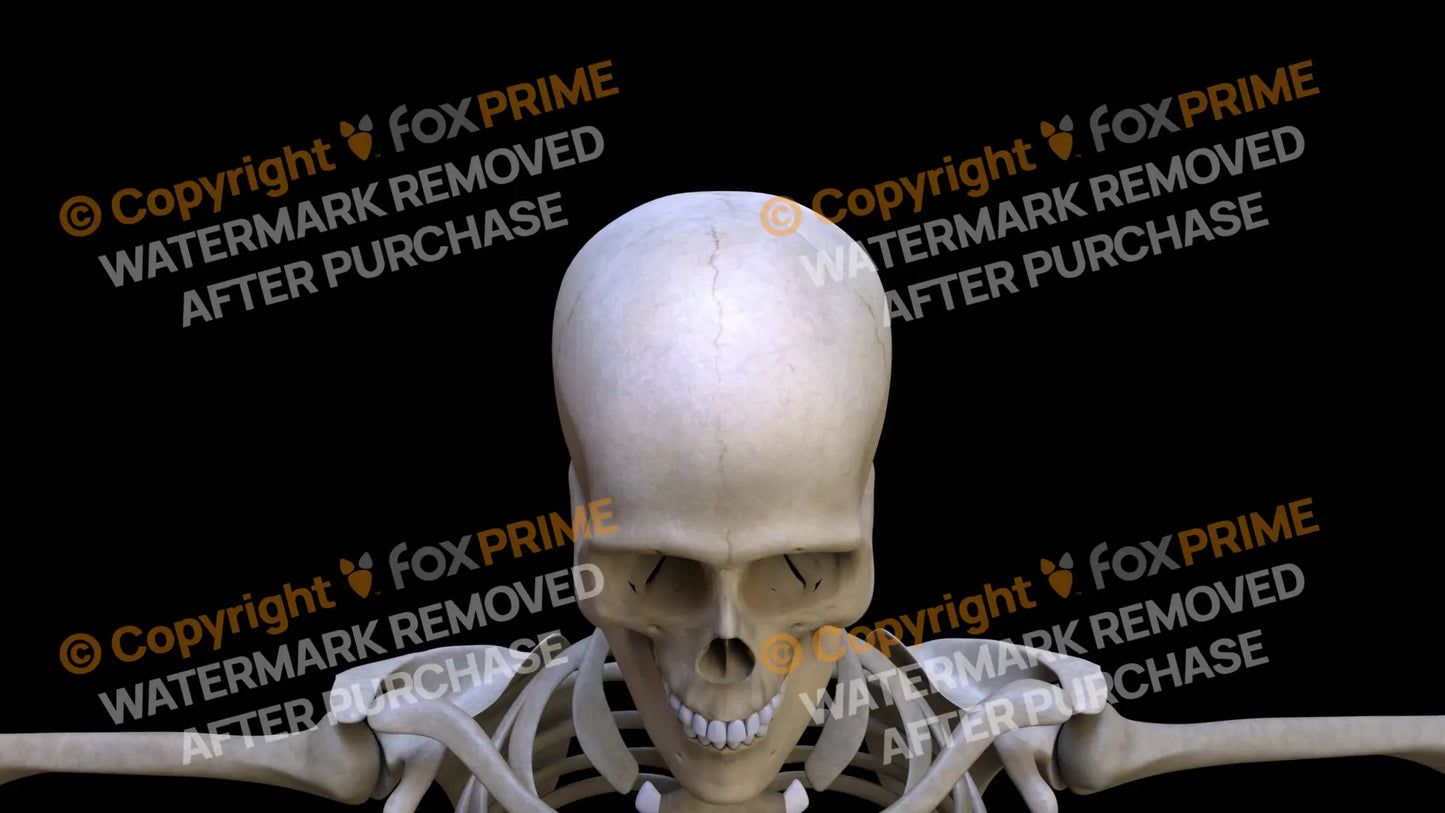 Frontal Bone 1 Still Shot