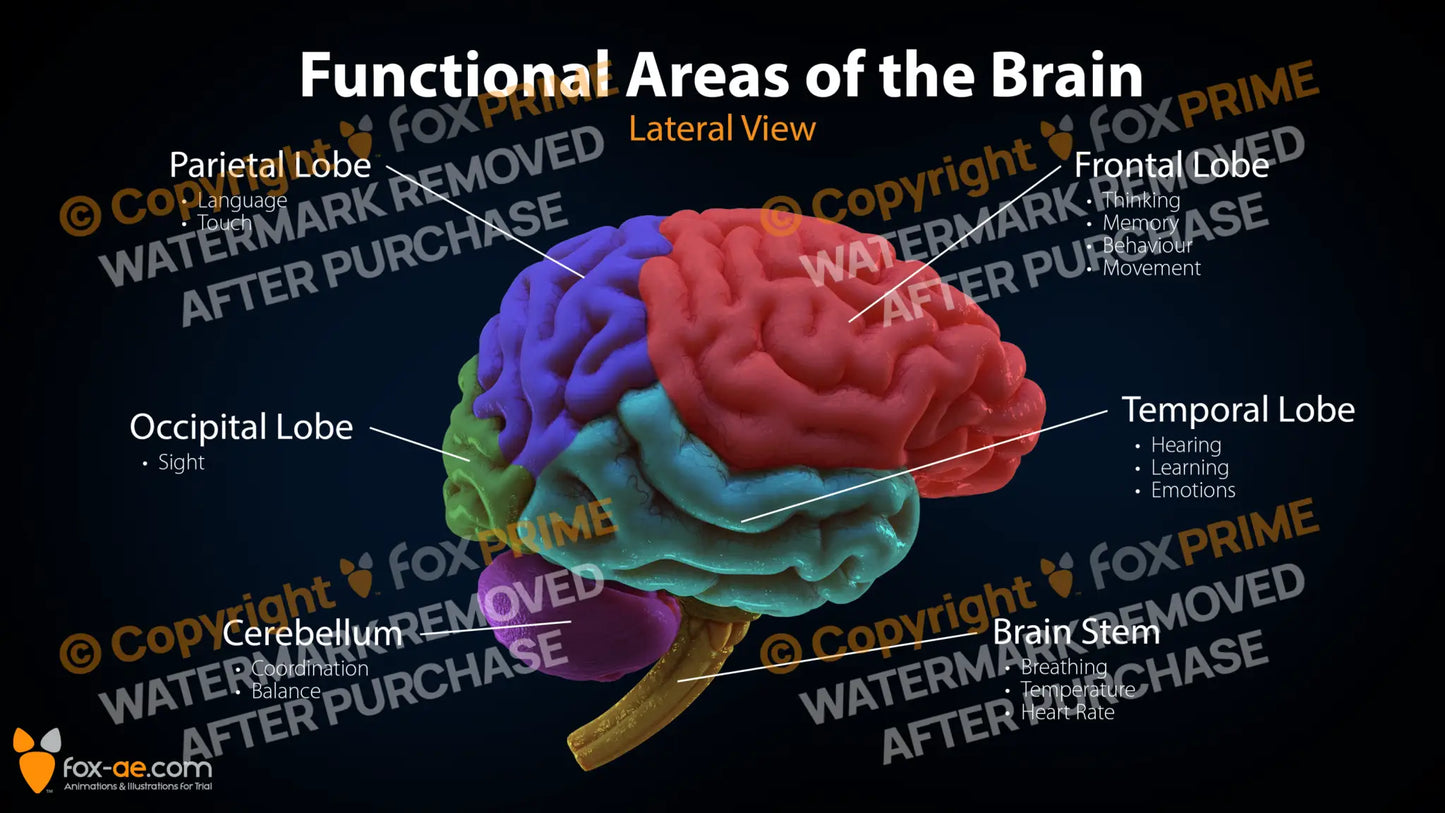 Functional Areas Of The Brain Still Shot