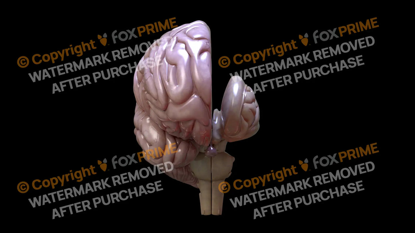 Half Brain Front Left Still Shot