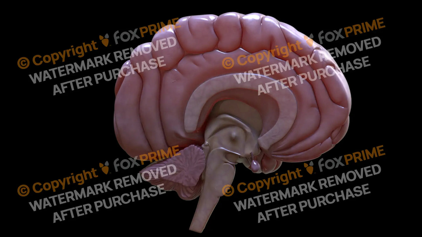 Half Brain Profile Right Still Shot