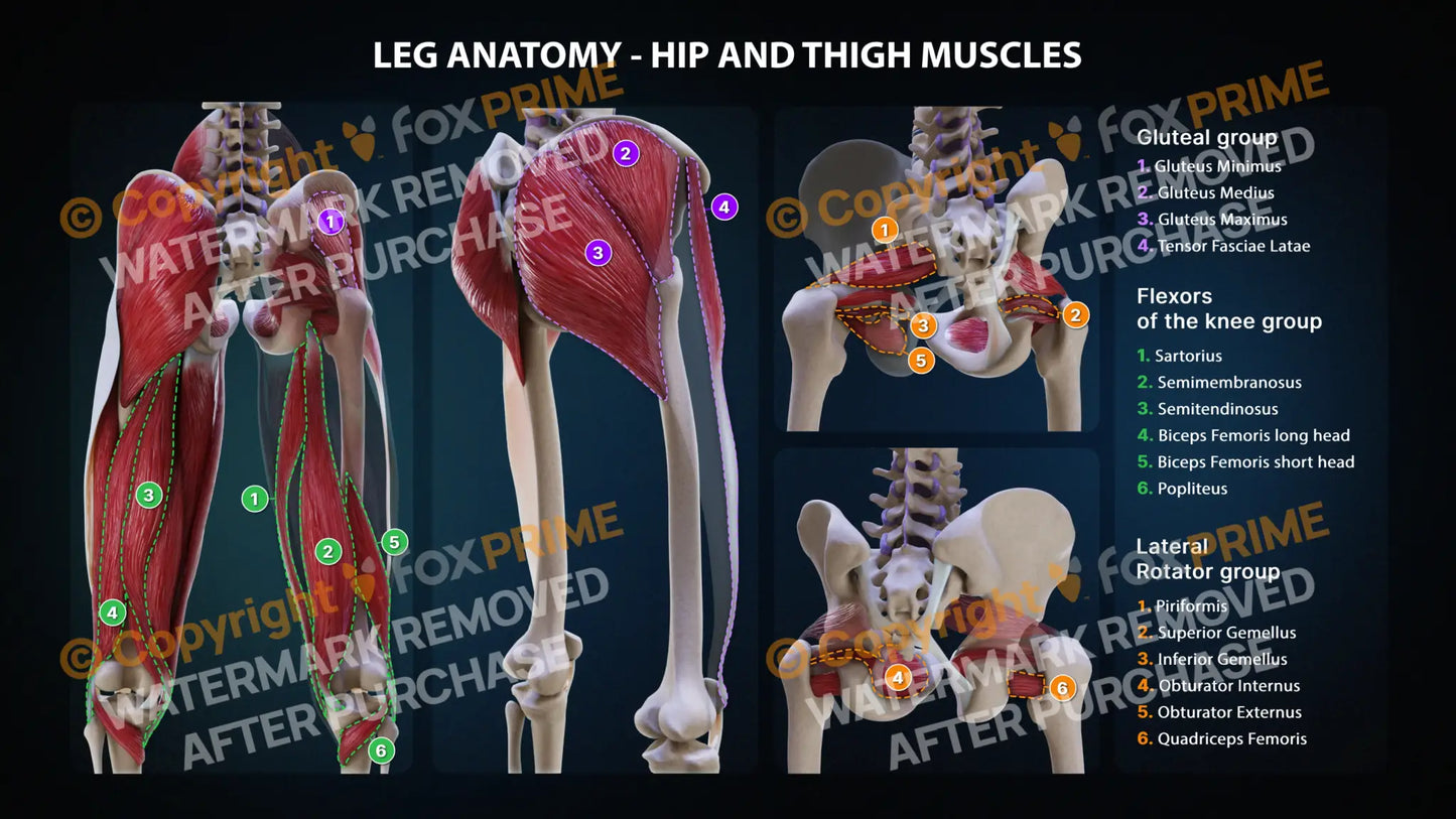 Hip and Thigh Muscles Anatomy Still Shot