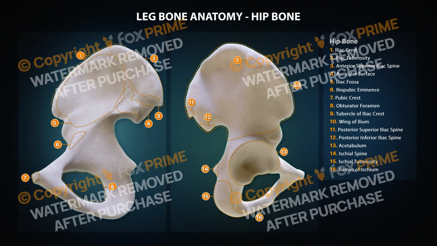 Hip Bone Anatomy Still Shot