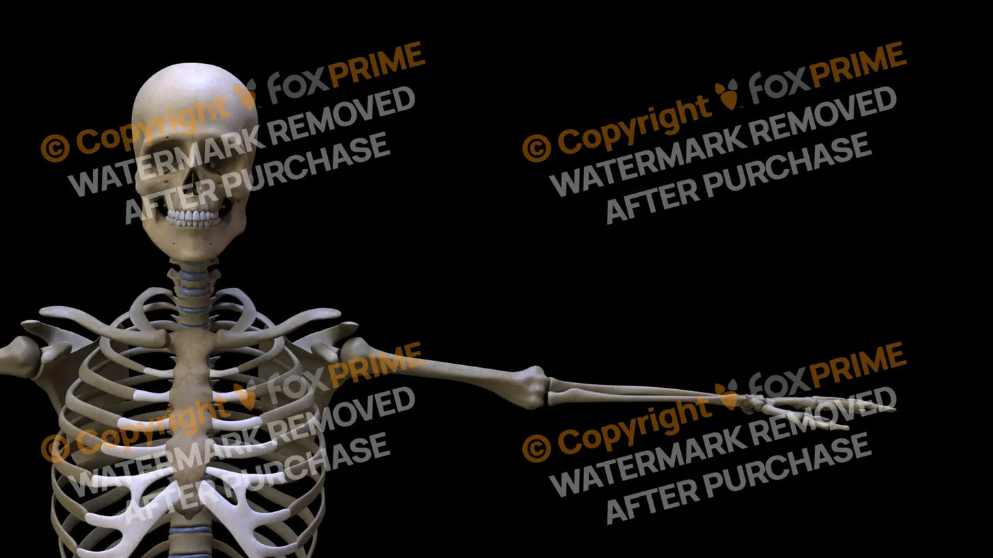 Humerus 2 (Left) Still Shot