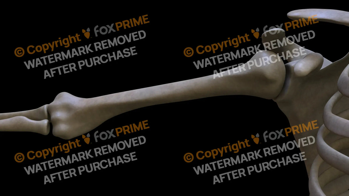 Humerus 3 (Right) Still Shot