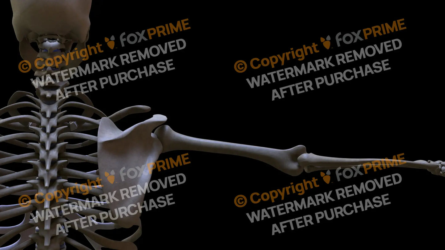 Humerus 5 (Right) Still Shot