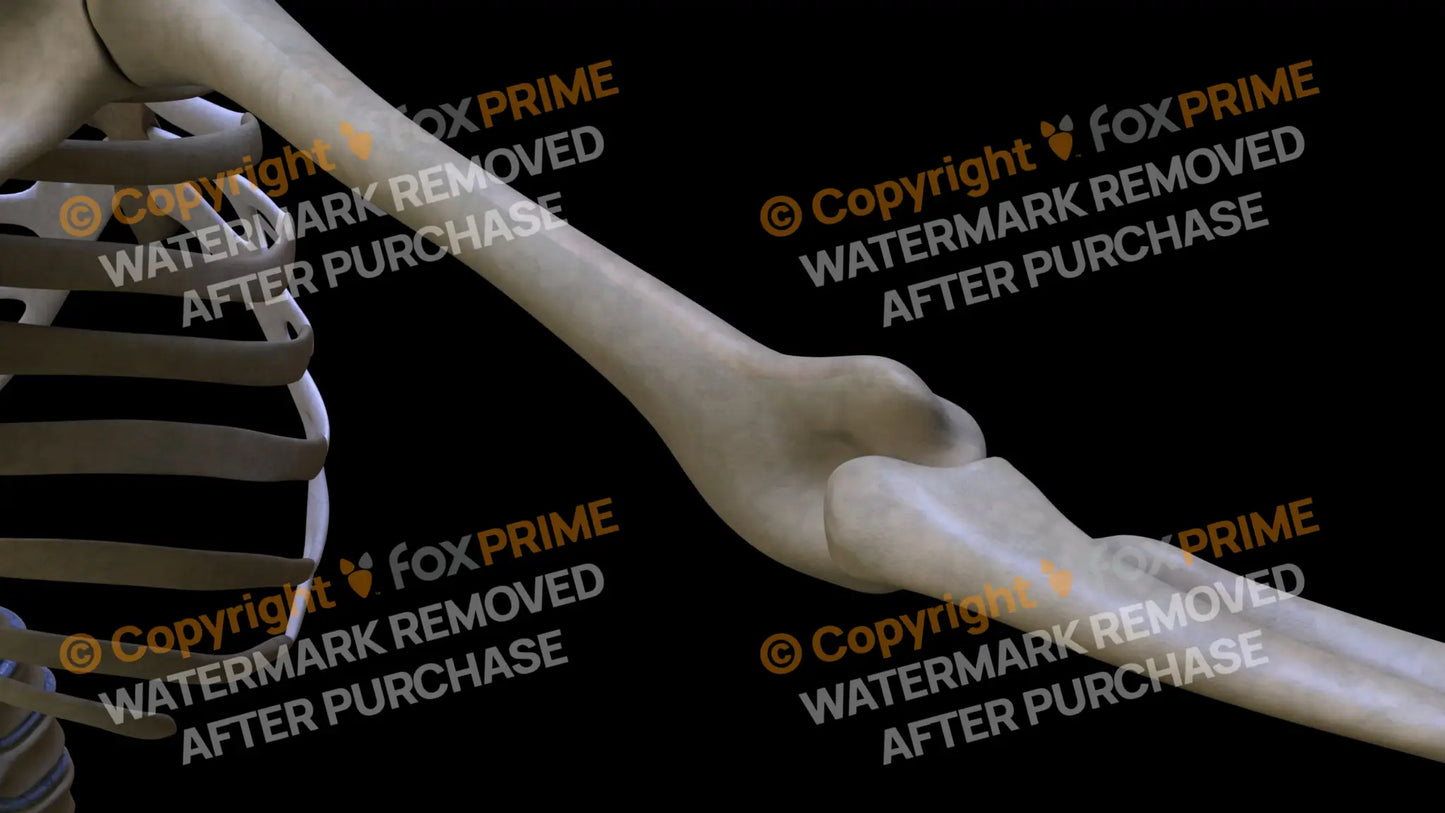 Humerus 6 (Right) Still Shot