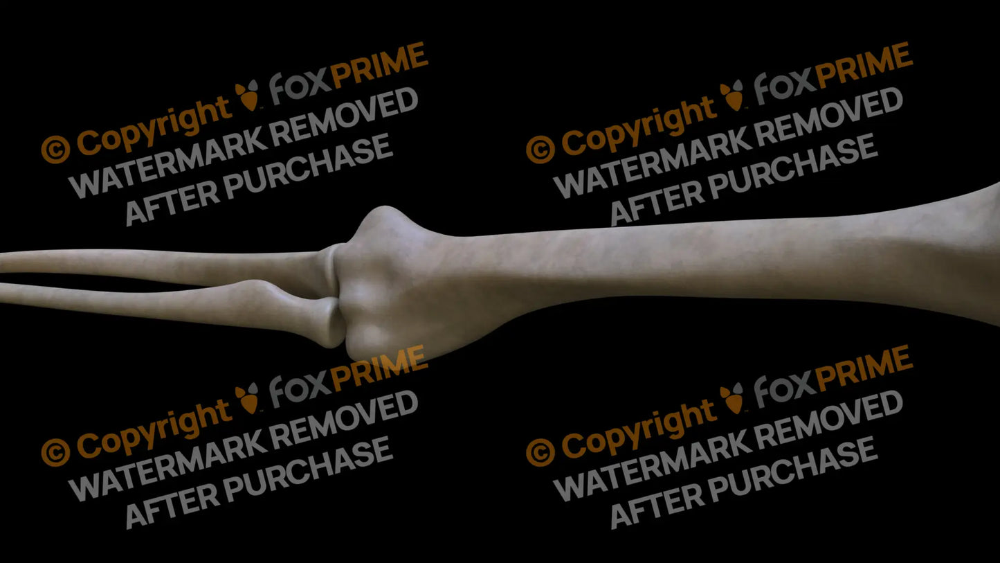 Humerus 7 (Right) Still Shot