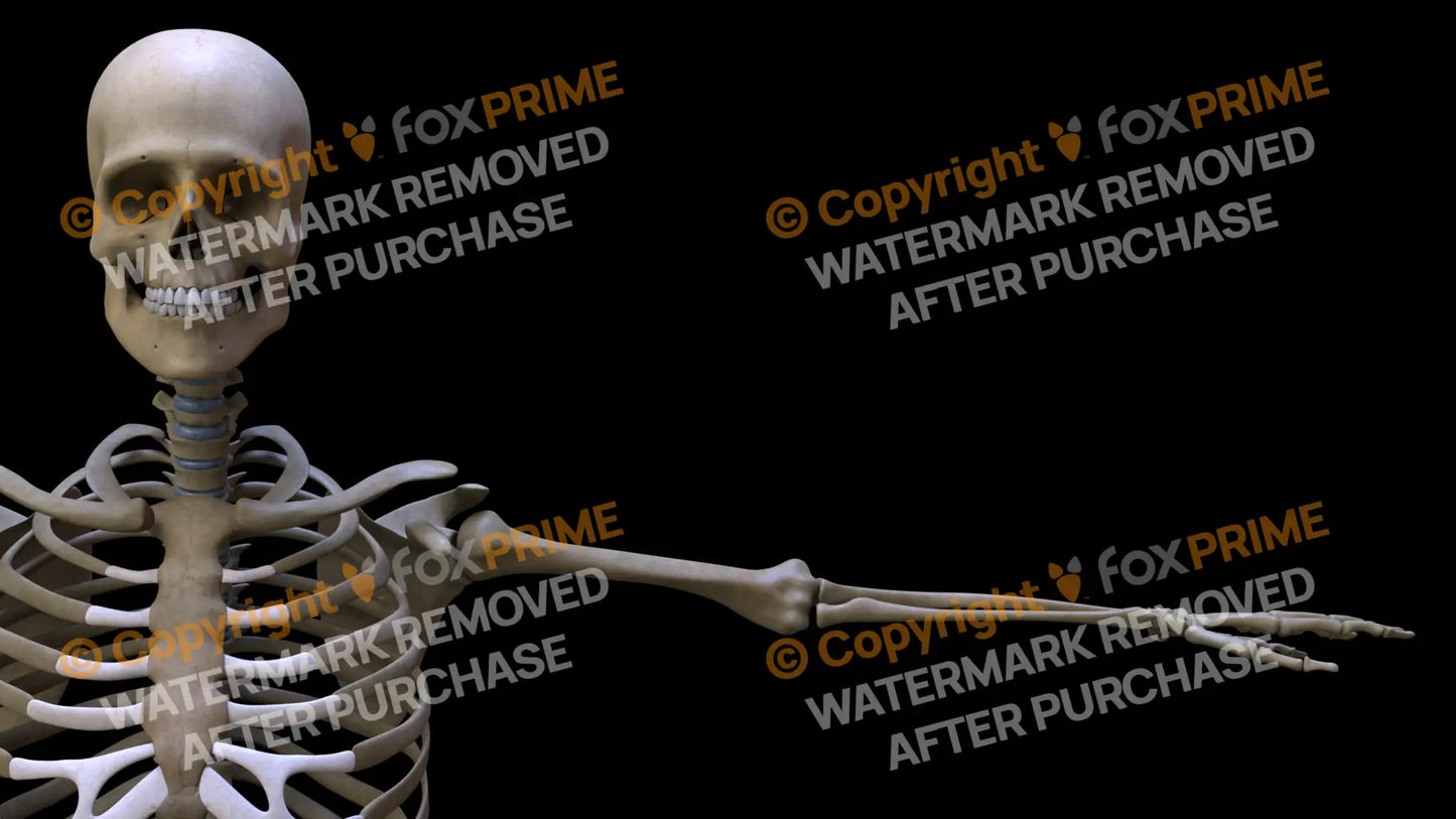 Humerus (Left) Still Shot