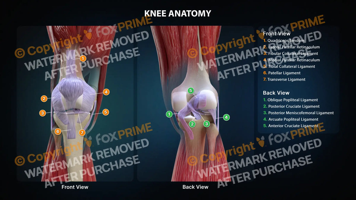 Knee Anatomy Still Shot