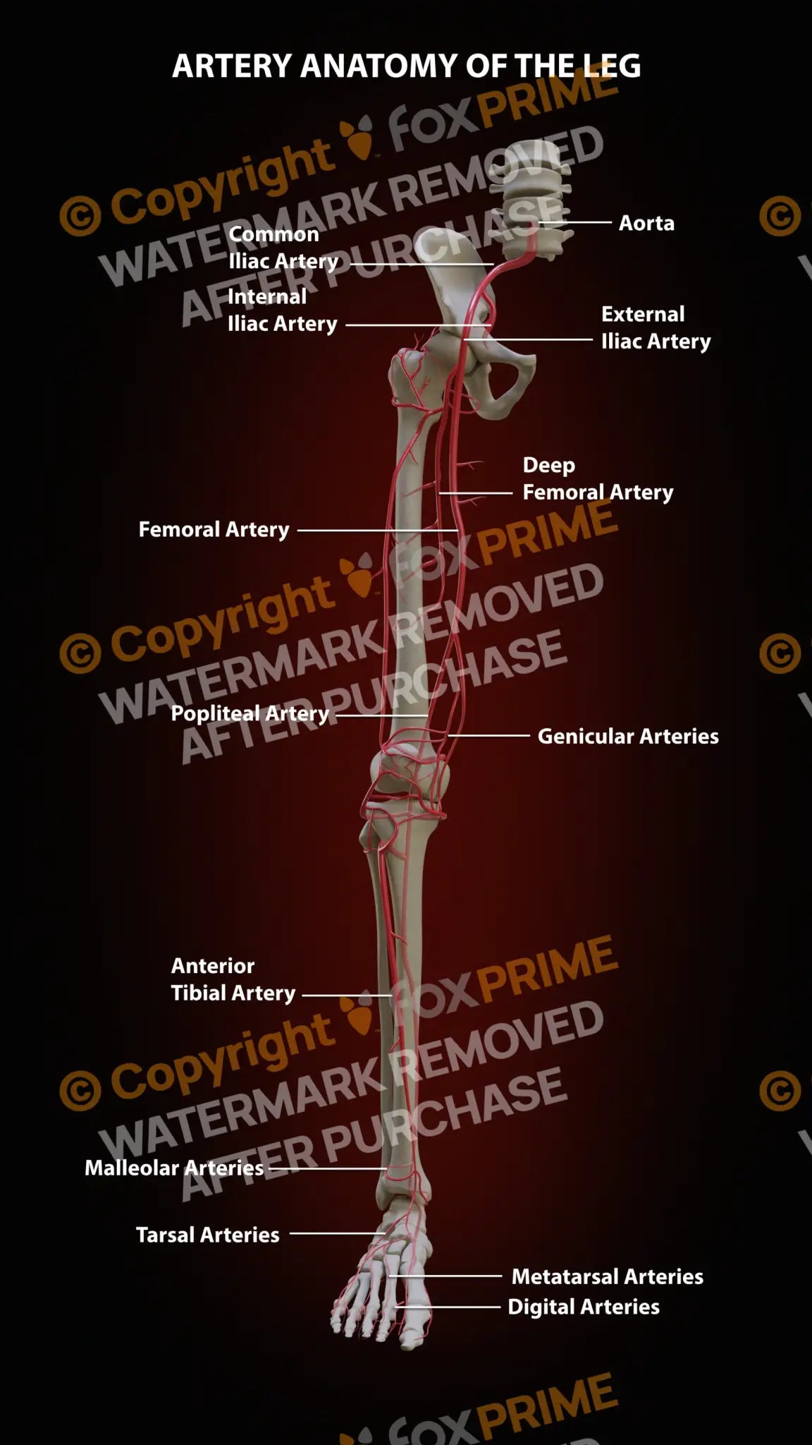 Leg Arteries Anatomy Still Shot